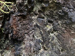 Hypocenomyce scalaris