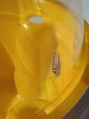 Ellipsidion australe