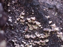 Hypocenomyce scalaris