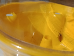 Ellipsidion australe