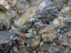 Fistulobalanus