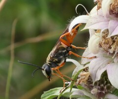 Sphex ichneumoneus
