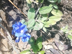 Evolvulus glomeratus