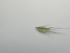 Rytidosperma tenuius