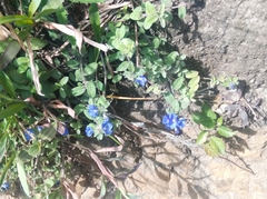 Evolvulus glomeratus