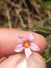 Oxalis barrelieri