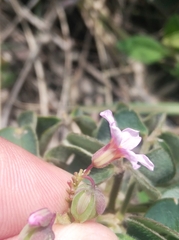Oxalis barrelieri
