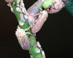 Aetalion reticulatum