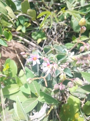Oxalis barrelieri