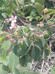 Oxalis barrelieri
