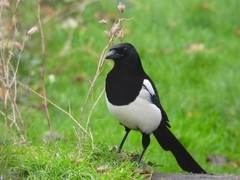 Pica pica