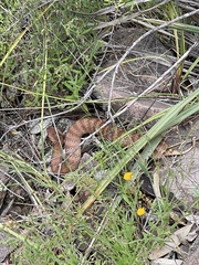 Acanthophis antarcticus