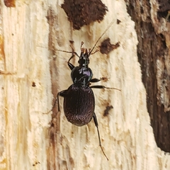 Sphaeroderus