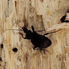 Sphaeroderus