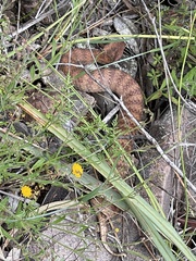 Acanthophis antarcticus