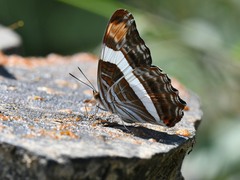 Adelpha fessonia