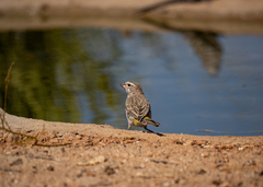 Crithagra albogularis