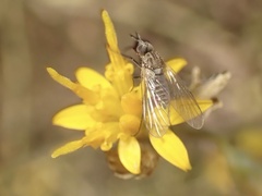 Asiloidea