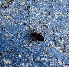 Melacoryphus rubicollis