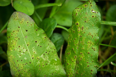 Puccinia hieracii