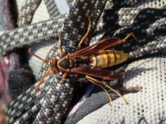 Polistes aurifer