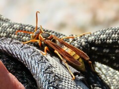 Polistes aurifer