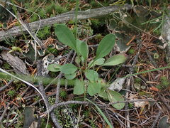 Packera streptanthifolia
