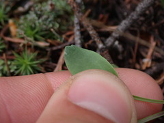 Packera streptanthifolia