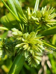 Cyperus eragrostis
