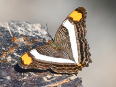 Adelpha fessonia