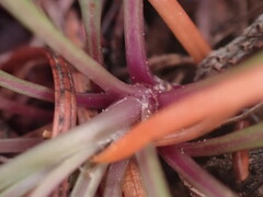 Packera streptanthifolia