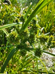 Cyperus eragrostis