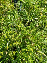 Cyperus eragrostis