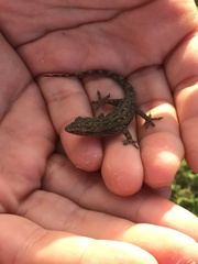 Hemidactylus frenatus