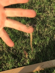 Hemidactylus frenatus