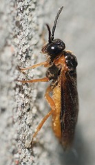 Monostegia abdominalis