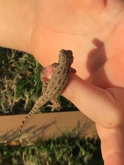 Hemidactylus frenatus