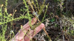 Symphyotrichum dumosum