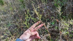 Symphyotrichum dumosum