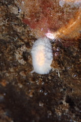 Onchidoris muricata