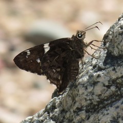 Codatractus arizonensis