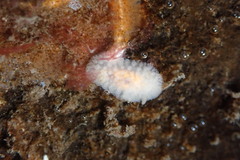 Onchidoris muricata