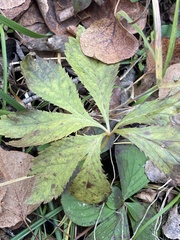 Sanicula marilandica