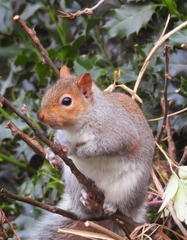 Sciurus carolinensis