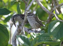 Campylorhynchus yucatanicus