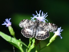 Chiomara georgina
