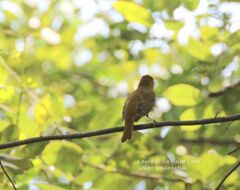 Piranga rubra