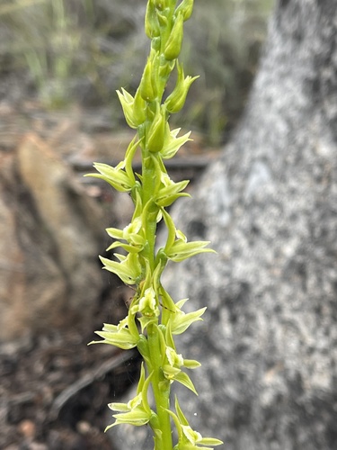 robust leek-orchid (Prasophyllum validum)