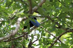 Cyanocorax yucatanicus