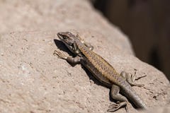 Liolaemus carlosgarini